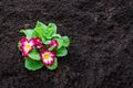 Colorful Primulas flower on soil. Ready for planting