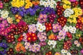 Colorful primulas in an Istanbul park