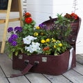 Colorful Primulas and petunia