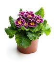 Colorful Primulas in pot isolated on white