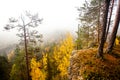 Colorful pristine taiga forest in Northern Finland in Oulanka National Park during a foggy sunrise. Royalty Free Stock Photo