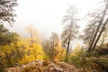 Colorful pristine taiga forest in Northern Finland in Oulanka National Park during a foggy sunrise. Royalty Free Stock Photo