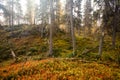 Colorful pristine taiga forest in Northern Finland in Oulanka National Park during a foggy sunrise. Royalty Free Stock Photo