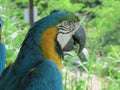 Close up of Colorful blue macaw parrot Royalty Free Stock Photo