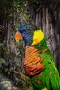 A colorful profile of Rainbow Lorikeet sitting in a tree. Royalty Free Stock Photo