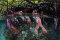 Colorful Prop Roots Mangrove Forest in Raja Ampat Royalty Free Stock Photo