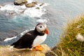 Colorful puffin in latrabjarg - Iceland Royalty Free Stock Photo