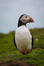 Colorful Puffin standing graceful in the grass