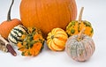 Colorful Pumpkin selection for Halloween