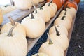 Colorful Pumpkin selection for Halloween