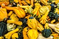 Colorful Pumpkin Squash Pile