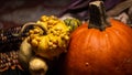 Colorful pumpkins, bumpy gourds, beautiful squash, and flint corn lie on a table during autumn. Royalty Free Stock Photo