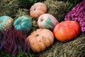 Colorful pumpkins collection on the market Royalty Free Stock Photo