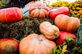 Colorful pumpkins collection on the market Royalty Free Stock Photo