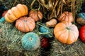 Colorful pumpkins collection on the market Royalty Free Stock Photo