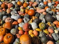 Colorful pumpkins of different kinds are all over