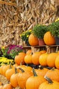 Colorful pumpkins on a farm displayed for sale