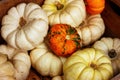 colorful pumpkins . farm harvest. autumn decorations