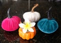 Colorful pumpkins and Plumeria, an autumn scene Royalty Free Stock Photo