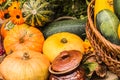 Colorful pumpkins and squash in the garden. Autumn harvest. Royalty Free Stock Photo