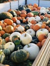 Colorful pumpkins on a tractor trailer in the autumn Royalty Free Stock Photo