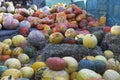 Colorful pumpkins after vegetable harvest season. Halloween preparation. Happy Halloween. Pumpkin background. Rotting vegetables Royalty Free Stock Photo