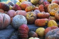 Colorful pumpkins after vegetable harvest season. Halloween preparation. Happy Halloween. Pumpkin background. Rotting vegetables Royalty Free Stock Photo