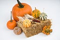 Colorful pumpkins on white background