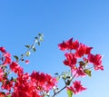 Colorful purple begonville flowers against a blue sky Royalty Free Stock Photo