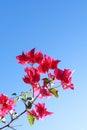 Colorful purple begonville flowers against a blue sky Royalty Free Stock Photo