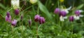 Colorful purple flowers growing in a garden. Closeup of beautiful fritillaria biflora also know as chocolate or checker