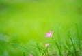 Purple grass flower on green background