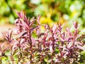 Colorful Purple Hebe Frozen Flame plant with green plant background during Spring Royalty Free Stock Photo