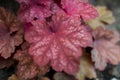 Colorful purple heuchera in summer garden. Evergreen flower