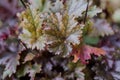 Colorful purple heuchera in summer garden. Evergreen flower