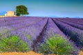 Colorful purple lavender fields in Provence region, Valensole, France, Europe Royalty Free Stock Photo