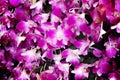 Colorful  purple  orchids blooming for background , dendrobium nature patterns Royalty Free Stock Photo