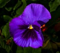 Colorful purple pansy closeup against a dark green background Royalty Free Stock Photo