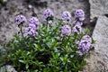 Colorful purple spring flowers growing in a garden