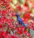 Colorful Purple Sunbird perching on flower Royalty Free Stock Photo