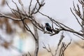 A colorful purple sunbird sitting on a bush and singing on a cold winter evening inside bharatpur bird sanctuary Royalty Free Stock Photo