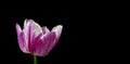 Colorful purple tulip isolated on black. close-up. tulip flower in drops of water. copy space Royalty Free Stock Photo