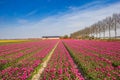 Colorful purple tulips field in the spring Royalty Free Stock Photo