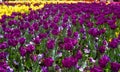 Colorful purple tulips at Floriade tulip garden Canberra Royalty Free Stock Photo