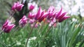 Colorful purple tulips swaying in the wind against blossomy trees in spring