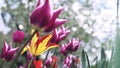 Colorful purple tulips swaying in the wind against blossomy trees in spring