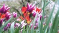 Colorful purple tulips swaying in the wind against blossomy trees in spring