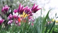 Colorful purple tulips swaying in the wind against blossomy trees in spring