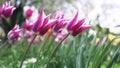 Colorful purple tulips swaying in the wind against blossomy trees in spring