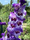 Colorful Purple and White Gladiolus Flowers in Summer in July